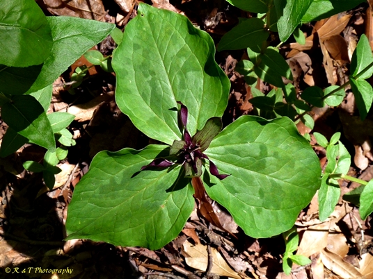 {Trillium stamineum}